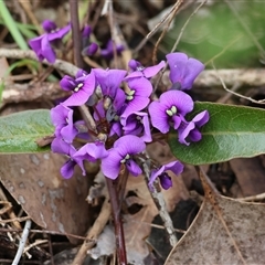 Hardenbergia violacea (False Sarsaparilla) at Chiltern, VIC - 28 Sep 2025 by KylieWaldon