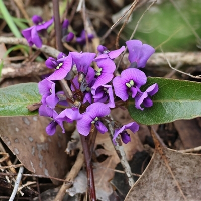 Hardenbergia violacea (False Sarsaparilla) at Chiltern, VIC - 28 Sep 2025 by KylieWaldon