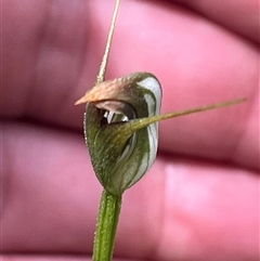 Pterostylis erecta at Huskisson, NSW - 27 Sep 2025 by Clarel
