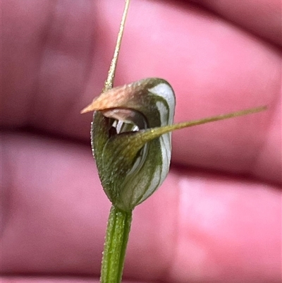 Pterostylis erecta at Huskisson, NSW - 27 Sep 2025 by Clarel