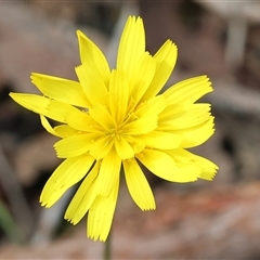 Microseris walteri by KylieWaldon