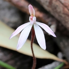 Caladenia fuscata by KylieWaldon
