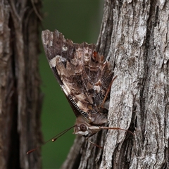 Vanessa itea (Yellow Admiral) at Acton, ACT - 28 Sep 2025 by ChrisChapman