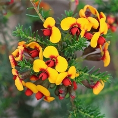 Dillwynia phylicoides by KylieWaldon