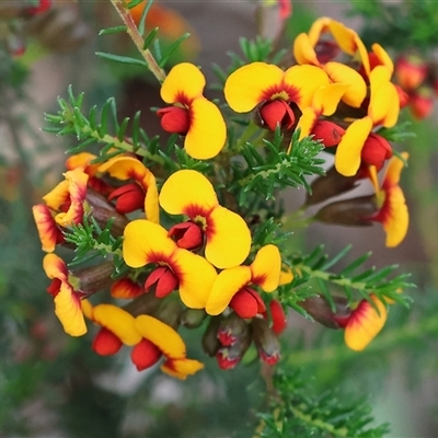 Dillwynia phylicoides at  - suppressed by KylieWaldon