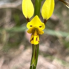 Diuris sulphurea (Tiger Orchid) at Huskisson, NSW - 27 Sep 2025 by Clarel