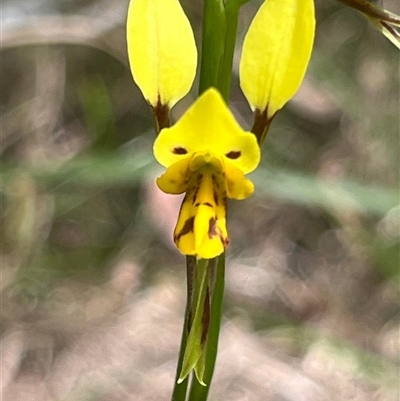 Diuris sulphurea (Tiger Orchid) at Huskisson, NSW - 27 Sep 2025 by Clarel