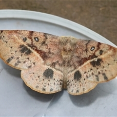 Anthela deficiens (An Anthelid moth (Anthelidae)) at Moruya, NSW - 28 Sep 2025 by LisaH