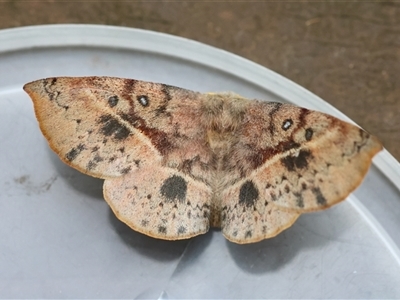 Anthela deficiens (An Anthelid moth (Anthelidae)) at Moruya, NSW - 28 Sep 2025 by LisaH