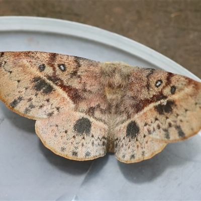 Anthela deficiens (An Anthelid moth (Anthelidae)) at Moruya, NSW - 28 Sep 2025 by LisaH