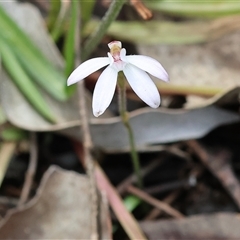 Caladenia fuscata by KylieWaldon