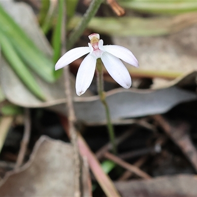 Caladenia fuscata at  - suppressed by KylieWaldon
