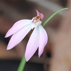 Caladenia carnea by KylieWaldon