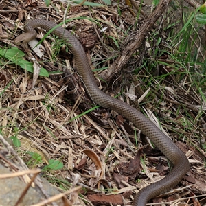 Pseudonaja textilis (Eastern Brown Snake) at Acton, ACT - 28 Sep 2025 by ChrisChapman