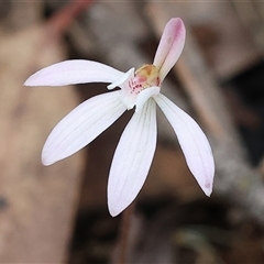 Caladenia fuscata by KylieWaldon
