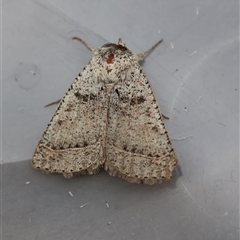 Pantydia sparsa (Noctuid Moth) at Moruya, NSW - 28 Sep 2025 by LisaH