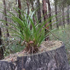 Cymbidium suave (Snake Orchid) at Huskisson, NSW - 27 Sep 2025 by Clarel