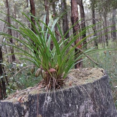 Cymbidium suave (Snake Orchid) at Huskisson, NSW - 27 Sep 2025 by Clarel