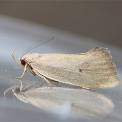 Chezala conjunctella (A Concealer moth (Chezala group) by LisaH