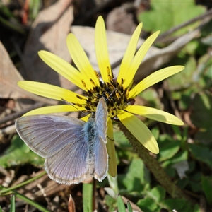 Zizina otis (Common Grass-Blue) at Whitlam, ACT - 28 Sep 2025 by ChrisChapman