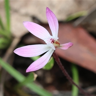 Caladenia fuscata (Dusky Fingers) at Chiltern, VIC - 28 Sep 2025 by KylieWaldon
