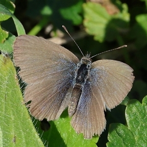 Zizina otis (Common Grass-Blue) at Whitlam, ACT - 28 Sep 2025 by ChrisChapman