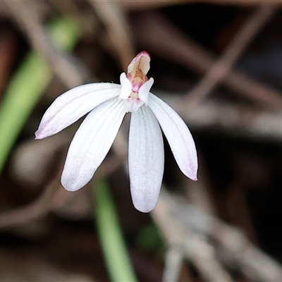 Caladenia fuscata at  - suppressed by KylieWaldon