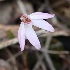 Caladenia fuscata by KylieWaldon