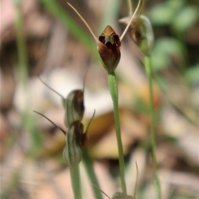Pterostylis erecta at Huskisson, NSW - 27 Sep 2025 by Clarel