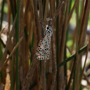 Utetheisa pulchelloides (Heliotrope Moth) at Whitlam, ACT - 28 Sep 2025 by ChrisChapman