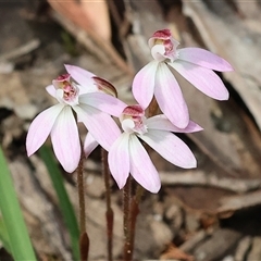 Caladenia fuscata (Dusky Fingers) at Chiltern, VIC - 28 Sep 2025 by KylieWaldon