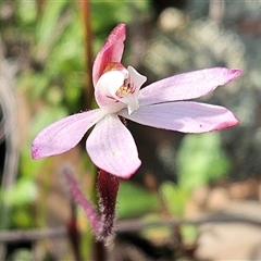 Caladenia fuscata (Dusky Fingers) at Hawker, ACT - 28 Sep 2025 by sangio7