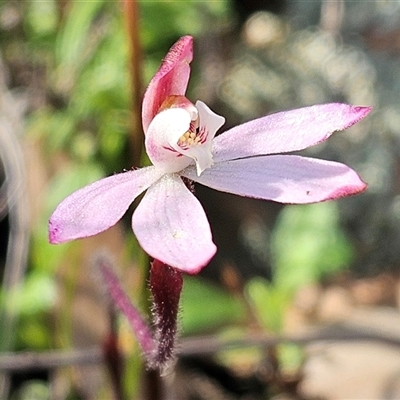 Caladenia fuscata (Dusky Fingers) at Hawker, ACT - 28 Sep 2025 by sangio7