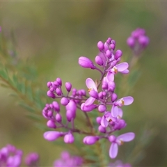 Comesperma ericinum (Heath Milkwort) at Broulee, NSW - 28 Sep 2025 by LisaH