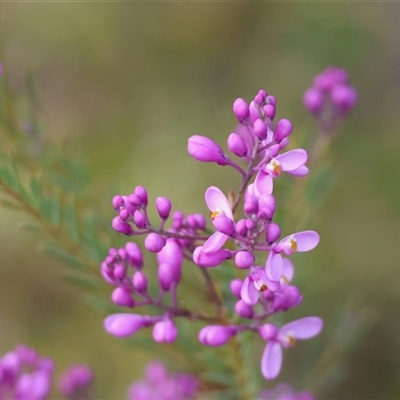 Comesperma ericinum (Heath Milkwort) at Broulee, NSW - 28 Sep 2025 by LisaH