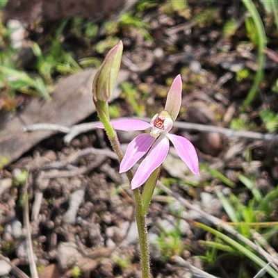 Caladenia carnea (Pink Fingers) at Hawker, ACT - 28 Sep 2025 by sangio7