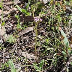 Caladenia carnea at Hawker, ACT - suppressed