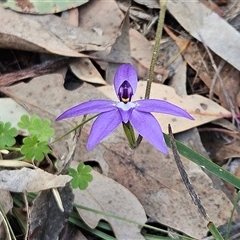 Glossodia major (Wax Lip Orchid) at Hawker, ACT - 28 Sep 2025 by sangio7