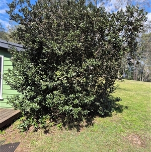 Unverified Plant at Laguna, NSW - 28 Sep 2025 by AlisonPignon