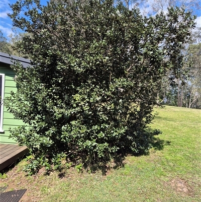 Unverified Plant at Laguna, NSW - 28 Sep 2025 by AlisonPignon