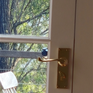 Malurus cyaneus (Superb Fairywren) at Laguna, NSW - 28 Sep 2025 by AlisonPignon