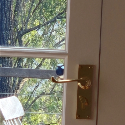 Malurus cyaneus (Superb Fairywren) at Laguna, NSW - 28 Sep 2025 by AlisonPignon