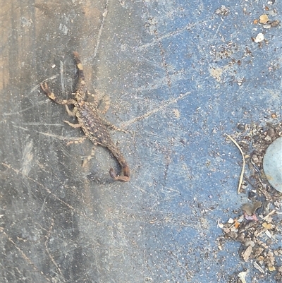 Lychas sp. (genus) (Marbled scorpion) at Laguna, NSW - 28 Sep 2025 by AlisonPignon
