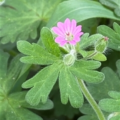 Geranium molle subsp. molle (Cranesbill Geranium) at Jerrabomberra, NSW - 28 Sep 2025 by SteveBorkowskis