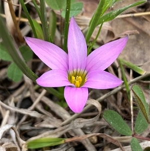 Romulea rosea var. australis (Onion Grass) at Jerrabomberra, NSW - 28 Sep 2025 by SteveBorkowskis