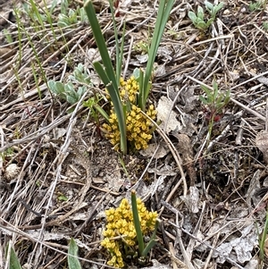 Lomandra bracteata (Small Matrush) at Jerrabomberra, NSW - 28 Sep 2025 by SteveBorkowskis