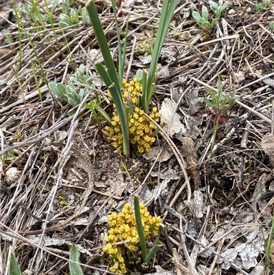 Lomandra bracteata (Small Matrush) at Jerrabomberra, NSW - 28 Sep 2025 by SteveBorkowskis