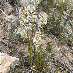 Stackhousia monogyna (Creamy Candles) at Jerrabomberra, NSW - 28 Sep 2025 by SteveBorkowskis