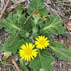 Cymbonotus (genus) (Bears Ears) at Jerrabomberra, NSW - 28 Sep 2025 by SteveBorkowskis