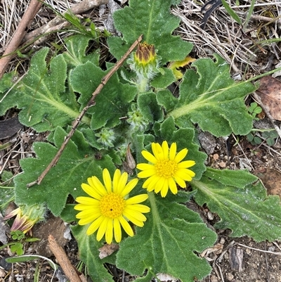 Cymbonotus (genus) (Bears Ears) at Jerrabomberra, NSW - 28 Sep 2025 by SteveBorkowskis